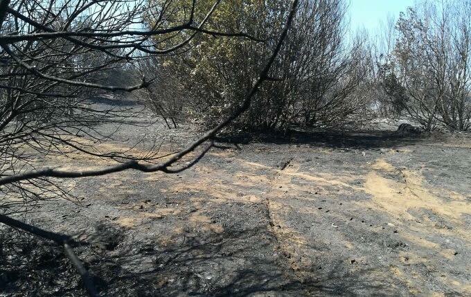 Le prime immagini del dopo incendio che ha devastato la pineta di Castelfusano a Ostia